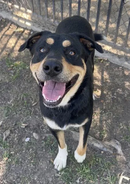 A young large-sized male Bernese Mountain Dog dog named Jeff for adoption in Riverside, CA