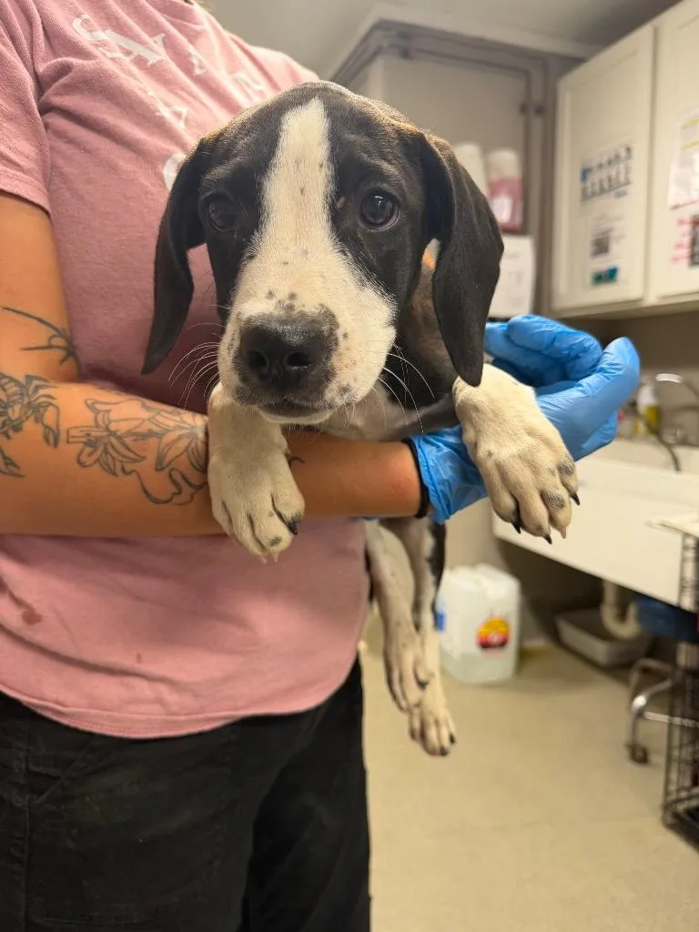 A baby small-sized female Pointer dog named Calamity for adoption in Hopkinsville, KY