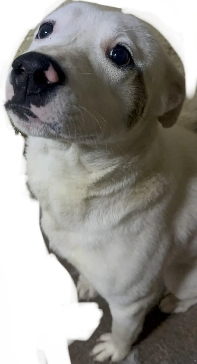 An adult medium-sized male White / Cream Mixed Breed dog named Gale for adoption in Baxter, KY