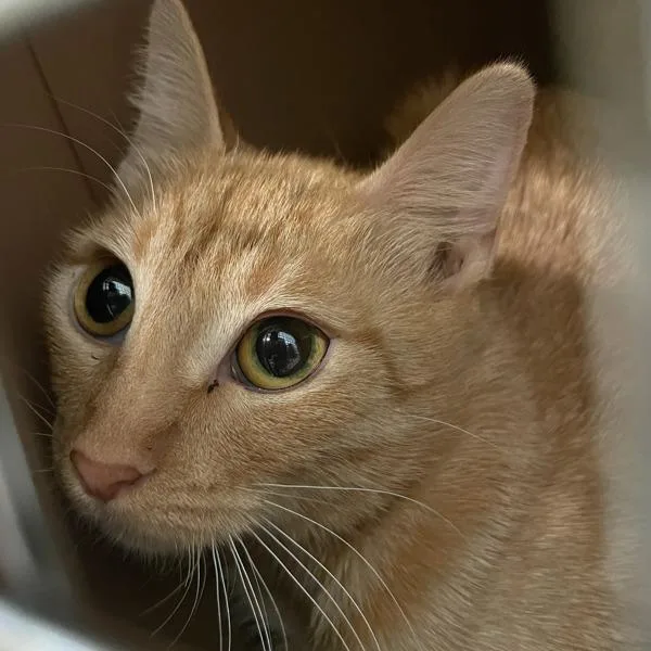 A young small-sized female Domestic Short Hair cat named Rory  Bonded With for adoption in Des Moines, IA