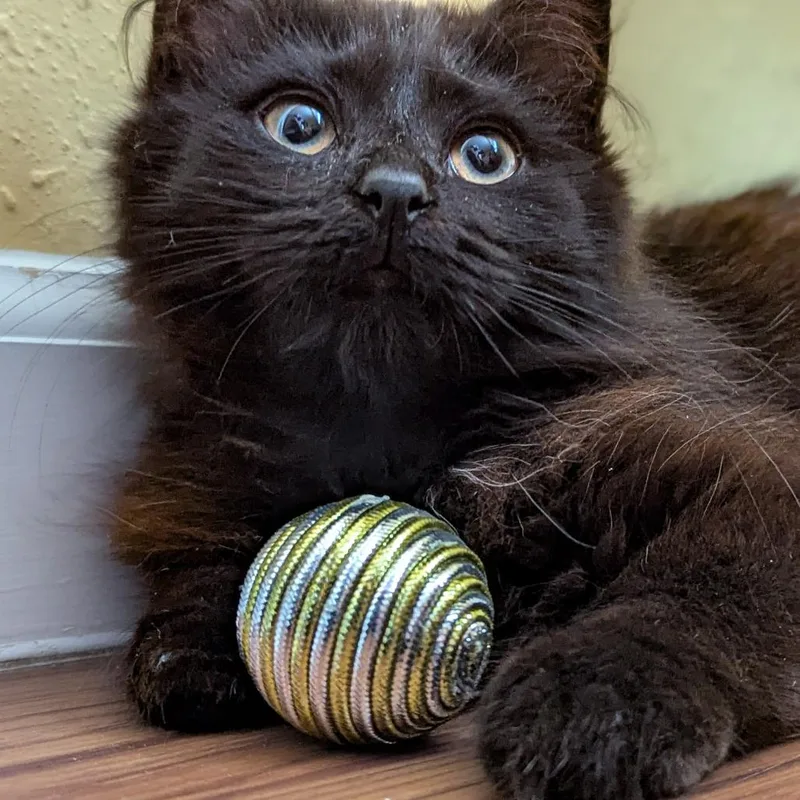 Kona