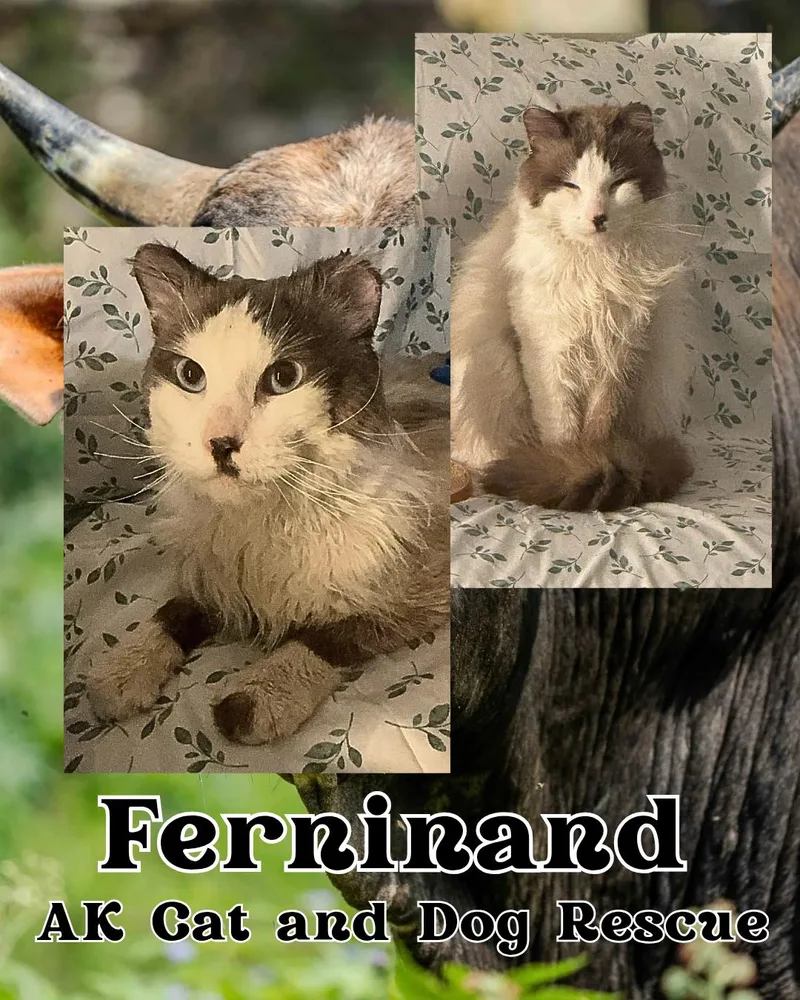 An adult large-sized male Siamese cat named Ferdinand for adoption in Wasilla, AK