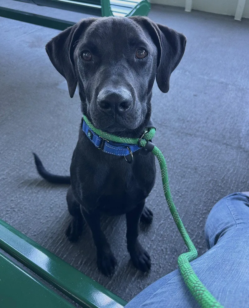 A young medium-sized male Labrador Retriever dog named Larson for adoption in Bothell, WA