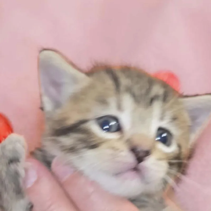 A baby small-sized male Domestic Short Hair cat named Manticore for adoption in New York, NY