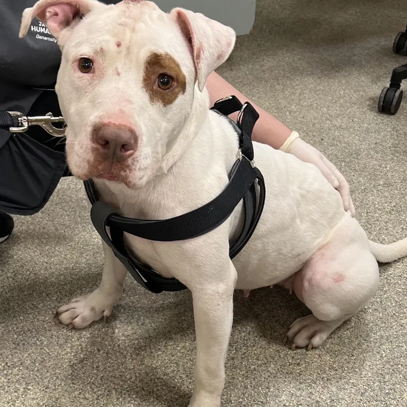 An adult medium-sized female White / Cream Mixed Breed dog named Comet for adoption in Jacksonville, FL