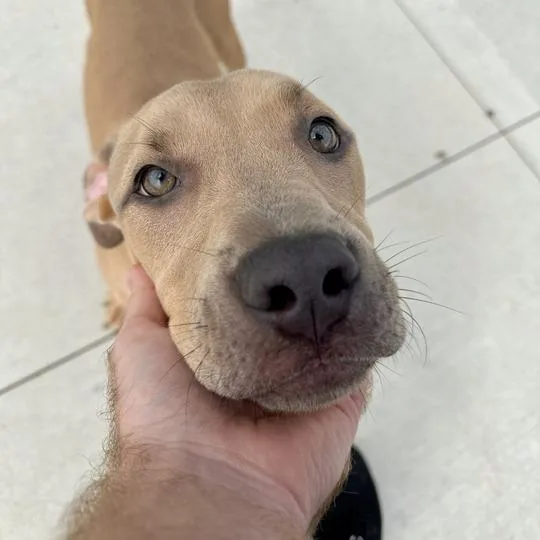 A young medium-sized male Yellow / Tan / Blond / Fawn Pit Bull Terrier dog named Tamerlane for adoption in Matteson, IL