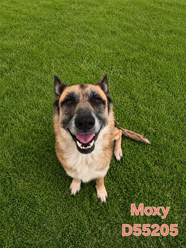 Moxy