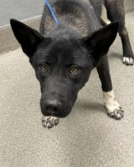 A young large-sized female Akita dog named Henna for adoption in Las Vegas, NV