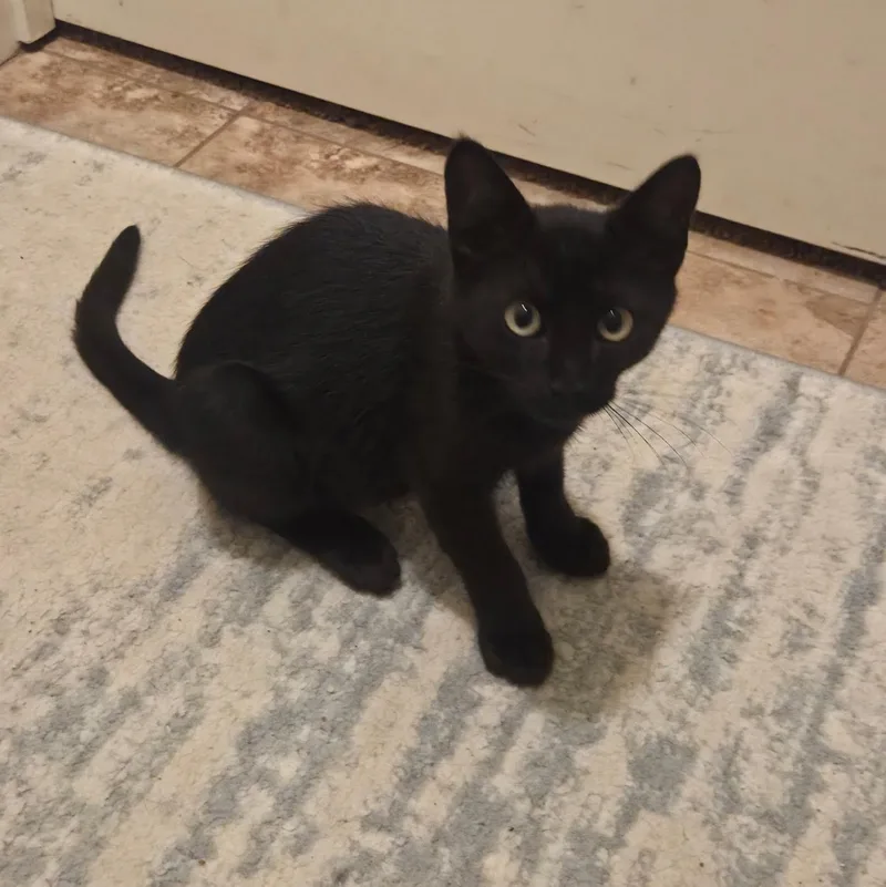 A baby small-sized male Black Domestic Short Hair cat named Pitch for adoption in Antioch, CA