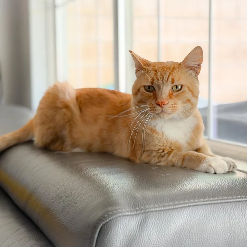 A young small-sized male Orange / Red Domestic Short Hair cat named Simba for adoption in Long Beach, CA