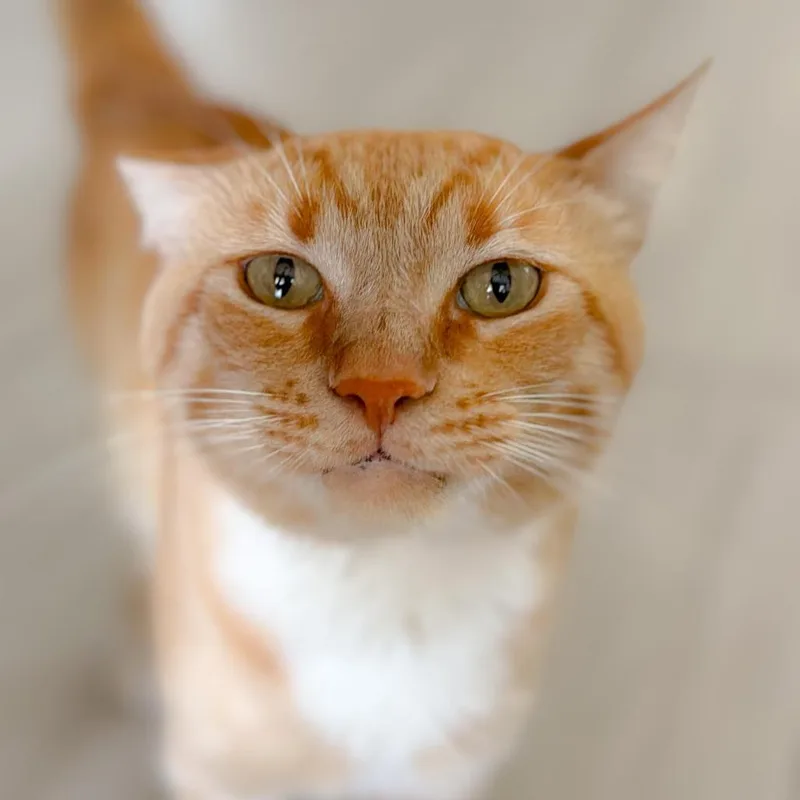 Simba thumbnail 2