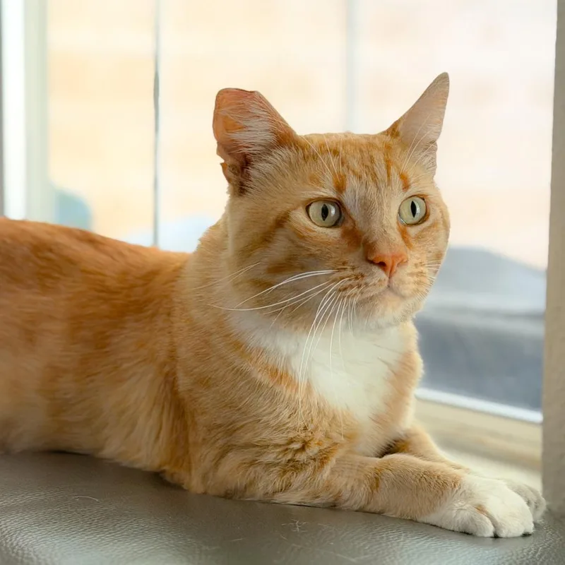 Simba thumbnail 3