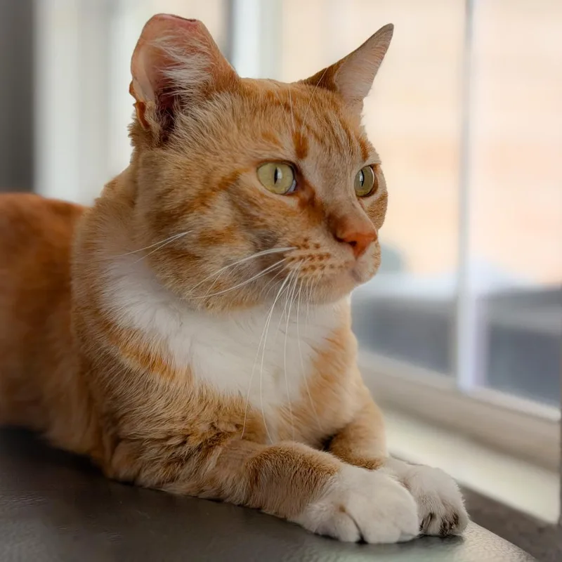 Simba thumbnail 4