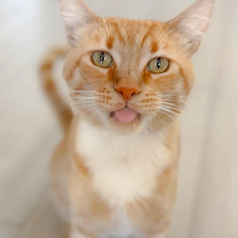 Simba thumbnail 5