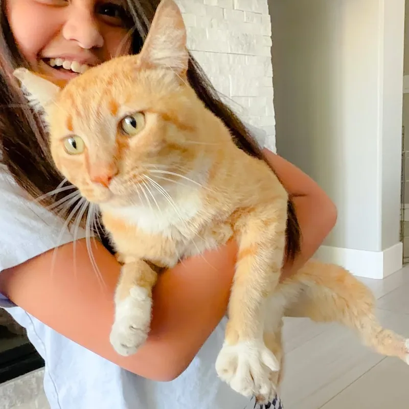 Simba thumbnail 6