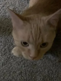 Freckles thumbnail 4