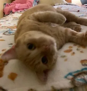 Freckles thumbnail 5