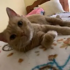 Freckles thumbnail 6