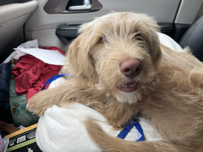 Lilly. Video. thumbnail 3