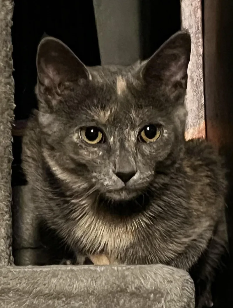 A baby medium-sized female Domestic Short Hair cat named Selene for adoption in Rootstown, OH