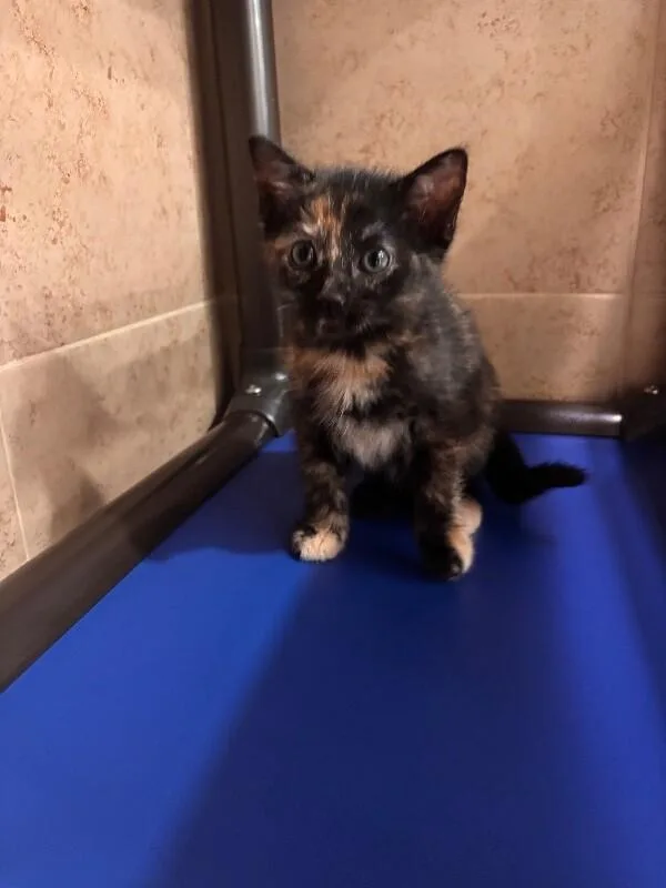 A young medium-sized female Tortoiseshell Domestic Short Hair cat named Monet for adoption in Hobbs, NM