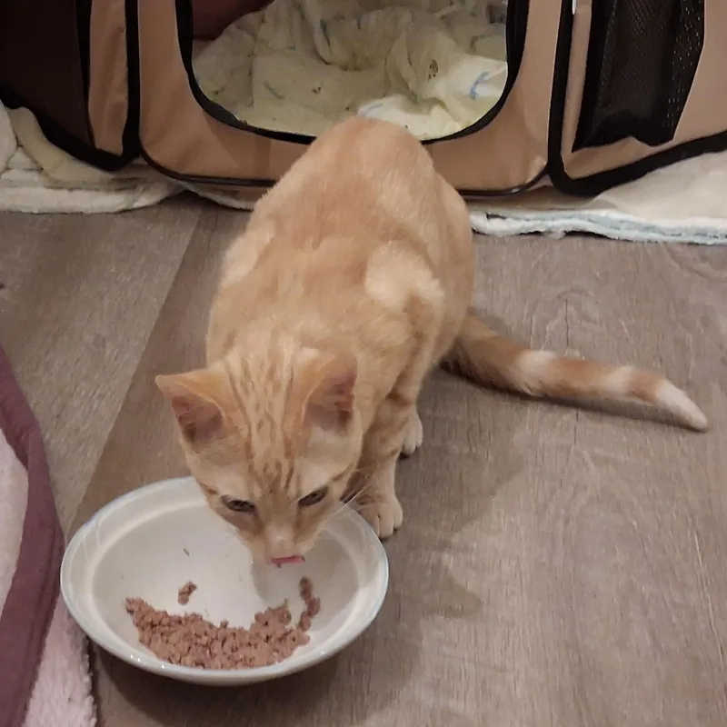 A baby small-sized male Tabby (Orange / Red) Domestic Short Hair cat named Oliver for adoption in Liverpool, TX