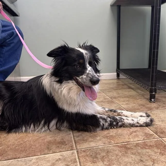 A young medium-sized male White / Cream Mixed Breed dog named Sailor for adoption in Bentonville, AR