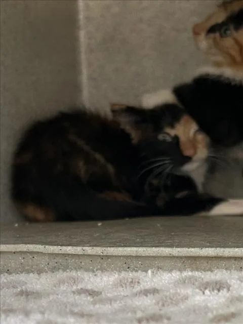 A baby small-sized female Domestic Short Hair cat named Alexandrite for adoption in Norco, CA