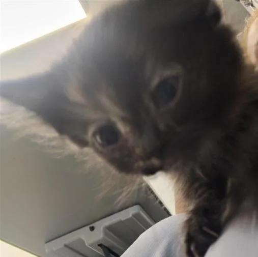 A baby small-sized female Domestic Short Hair cat named Trudy for adoption in New Kensington, PA