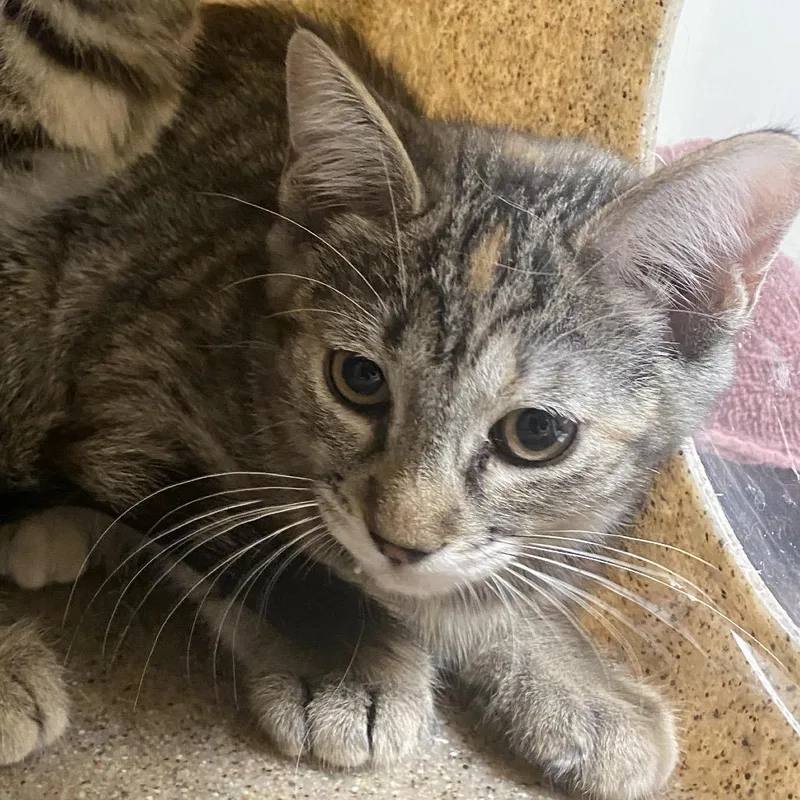 A baby small-sized female Brown / Chocolate Domestic Short Hair cat named Root Beer for adoption in Reno, NV