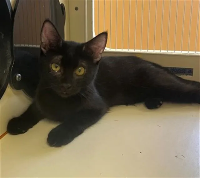 A young small-sized female Domestic Short Hair cat named Noir for adoption in Riverside, CA