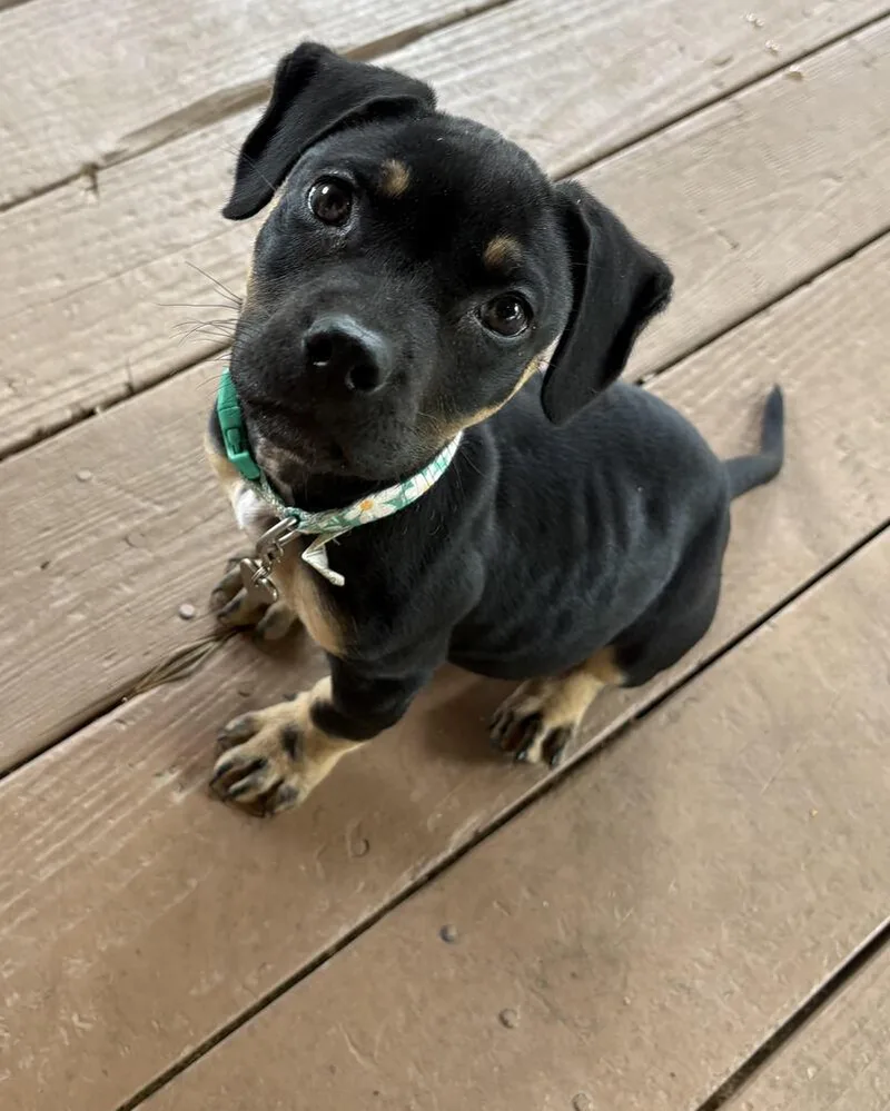 Mocha