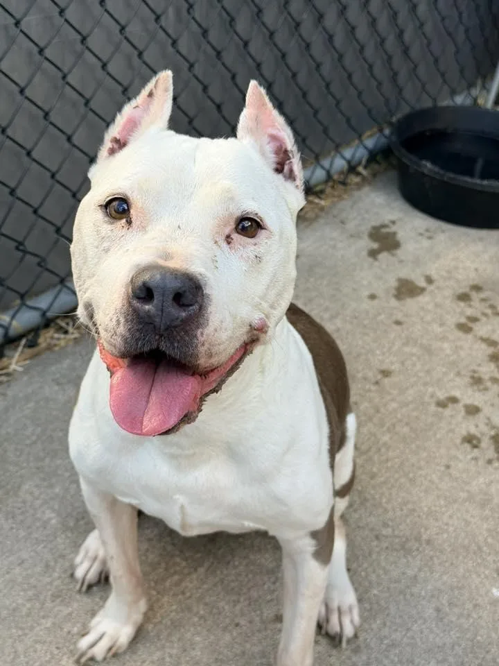 A senior medium-sized female Pit Bull Terrier dog named Paloma for adoption in Crete, IL
