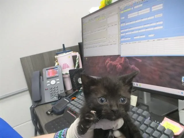 A baby small-sized male Domestic Short Hair cat named Beetle for adoption in Ocala, FL