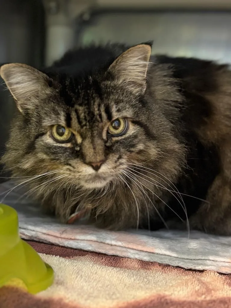 A senior small-sized female Domestic Long Hair cat named Juniper "gizmo for adoption in Olean, NY