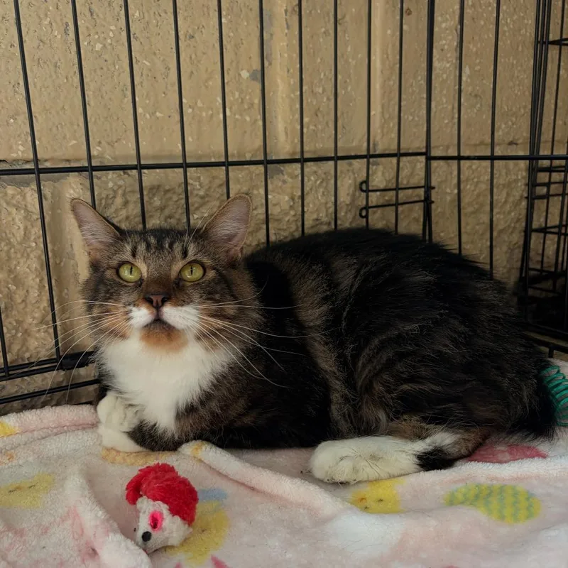 An adult medium-sized female Black Domestic Long Hair cat named Ummi for adoption in Deerfield, IL