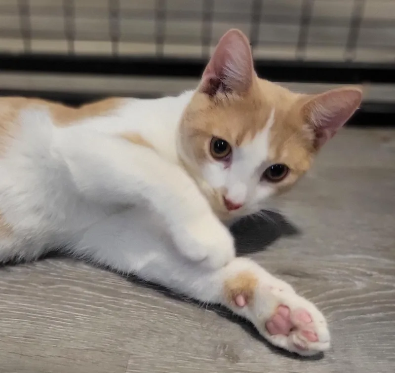 A baby medium-sized male Orange / Red Domestic Short Hair cat named Reese for adoption in Swartz Creek, MI
