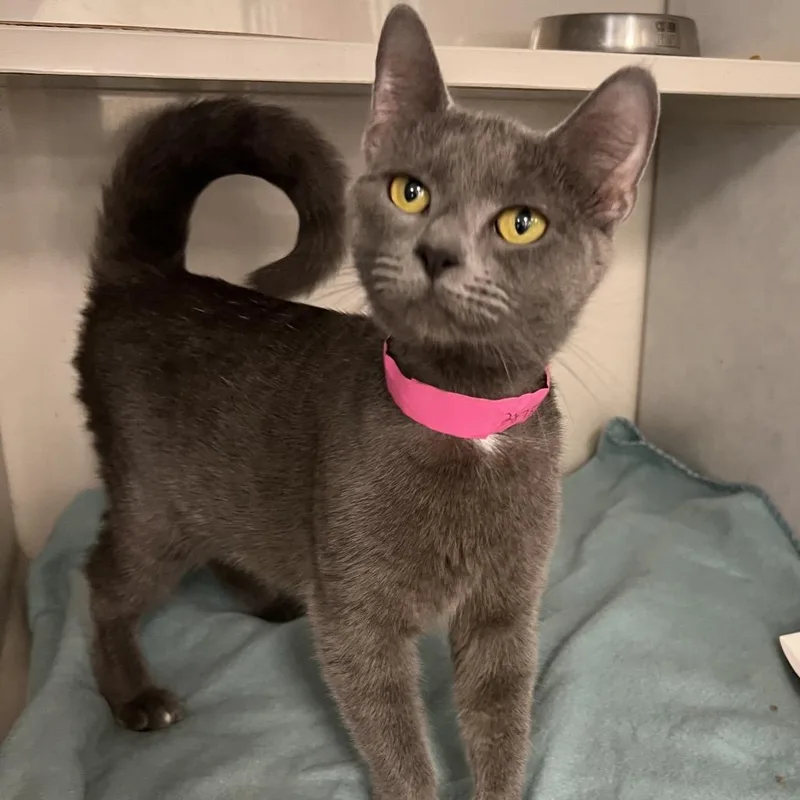 A young medium-sized female Gray / Blue / Silver Domestic Short Hair cat named Dion for adoption in Fairport, NY