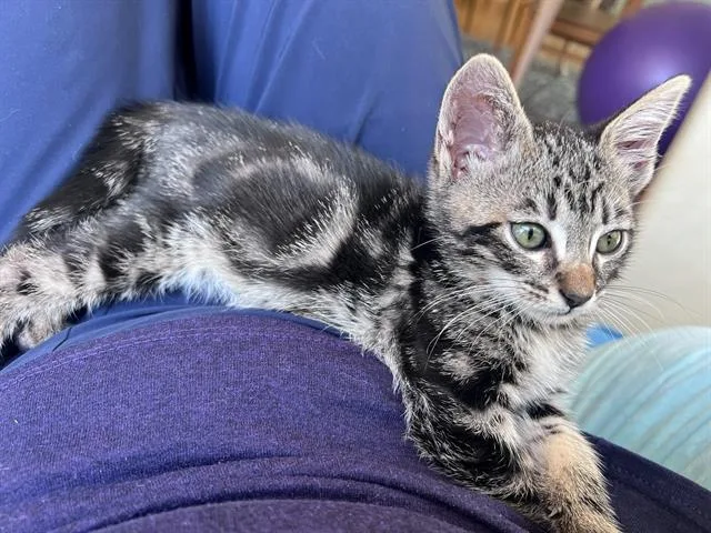 A baby small-sized male Domestic Short Hair cat named Odie for adoption in Tustin, CA