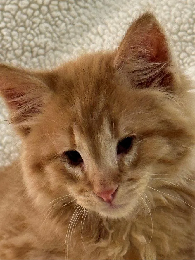 Crackerjack thumbnail 2