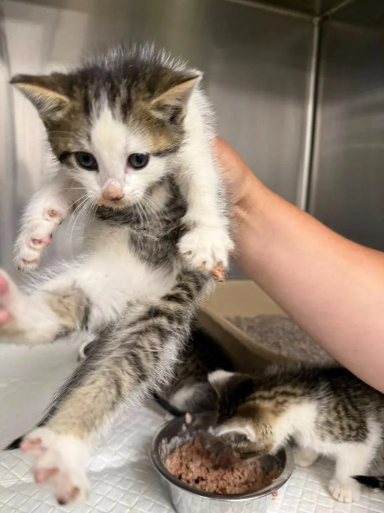 A baby small-sized male Tabby cat named Dude for adoption in La Porte, IN
