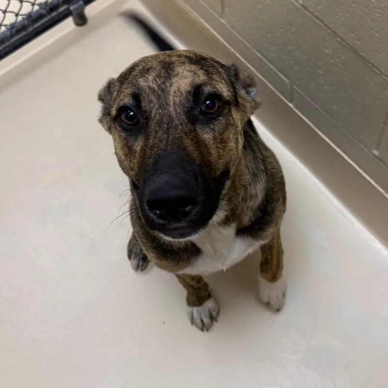 A young medium-sized male Mixed Breed dog named Teemo for adoption in Winston-Salem, NC
