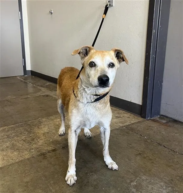 A senior small-sized male Labrador Retriever dog named Ninu for adoption in Ontario, CA