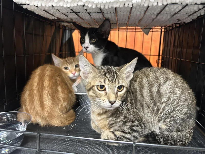 A baby medium-sized male Domestic Short Hair cat named Tiger for adoption in Los Angeles, CA