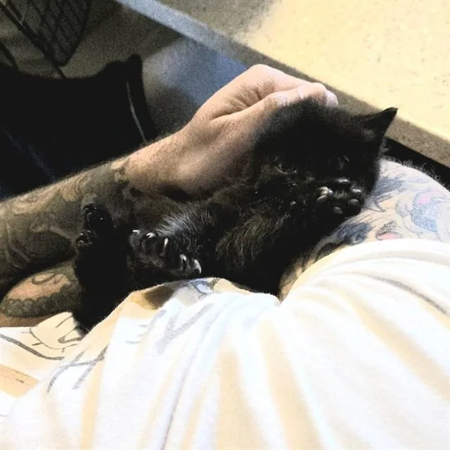 A baby small-sized male Domestic Short Hair cat named Jojo for adoption in Easton, MD