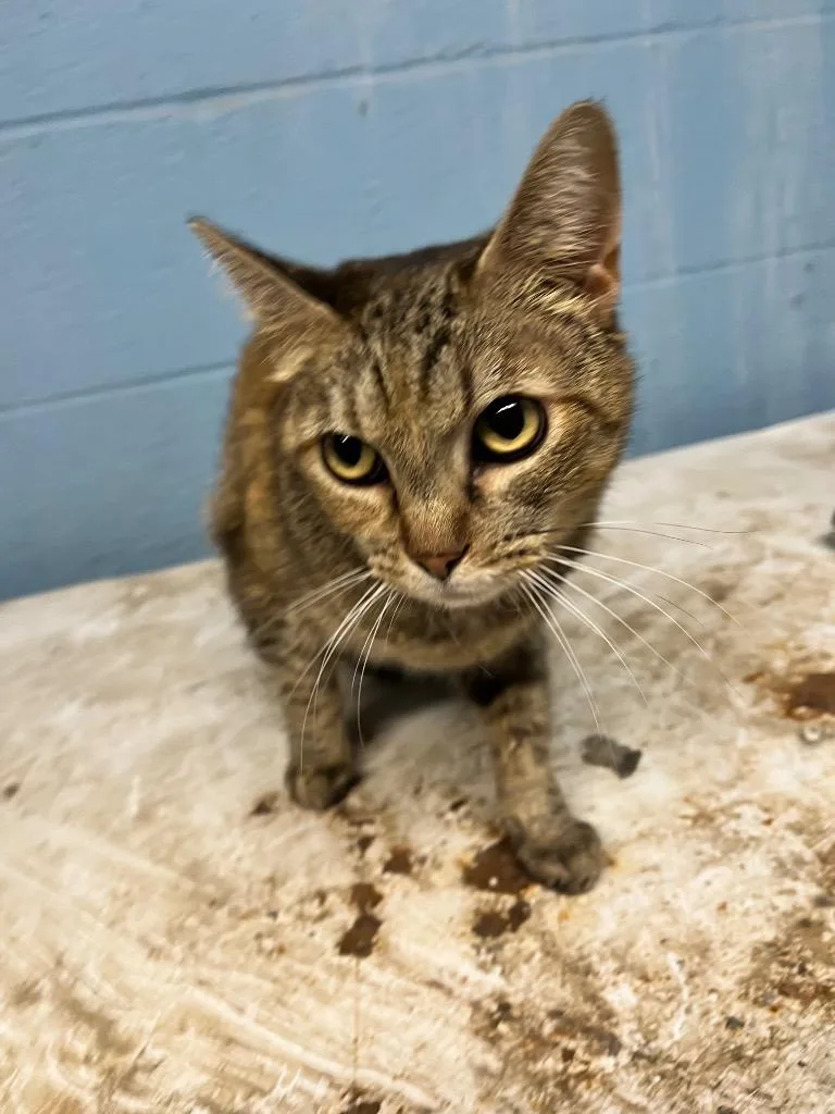 A baby medium-sized female Domestic Short Hair cat named Daisy for adoption in Benton, AR
