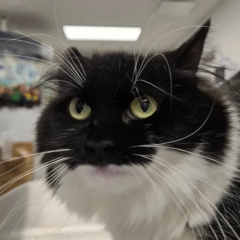 An adult medium-sized female Black Domestic Long Hair cat named Jupiter for adoption in Naperville, IL