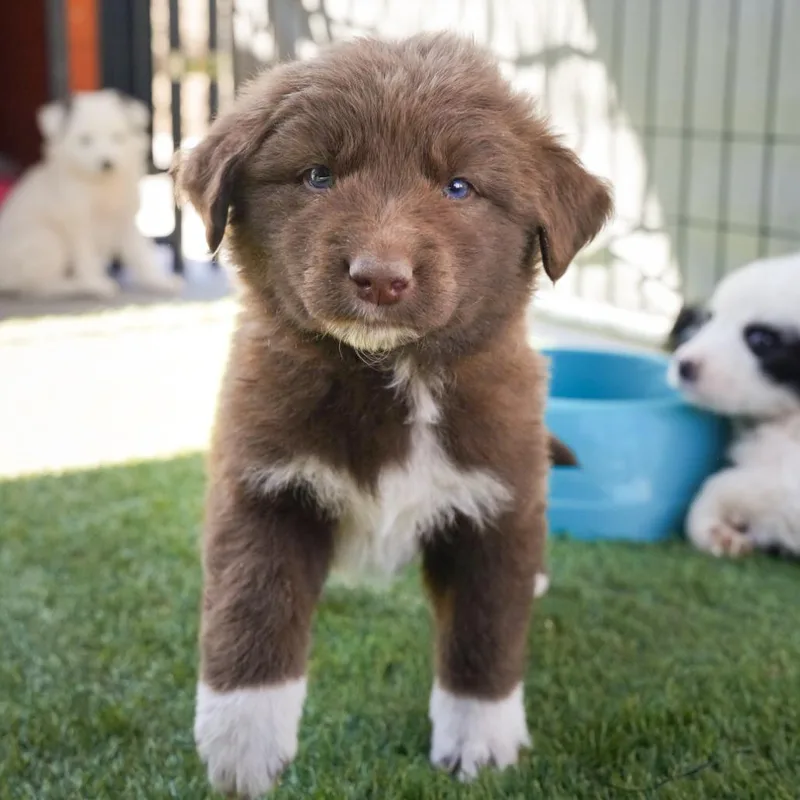 Koda Bear thumbnail 2