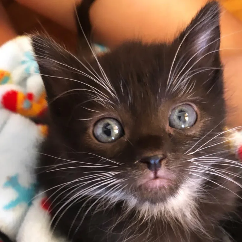 An adult large-sized male Black American Shorthair cat named Lucas for adoption in Long Beach, CA