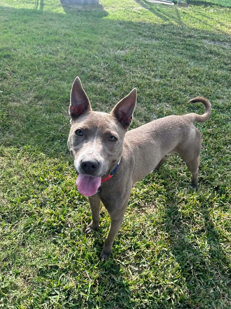 A young medium-sized female Gray / Blue / Silver Pit Bull Terrier dog named Diver for adoption in Houston, TX